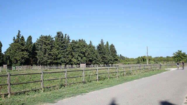 Saint Andiol - Verquières : L'arbre et le patrimoine
