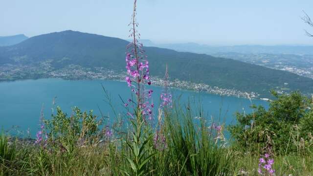 Tour du lac d’Annecy. Col de Bluffy ou Menthon Saint Bernard - Annecy Parking  impérial Palace (450 m) . Etape 06