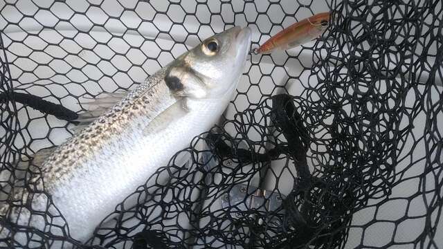 1/2 día de pesca en el mar - iniciación a la pesca con Île de Ré Nautisme