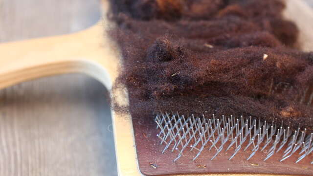 Sur les chemins de la laine - Feutrage