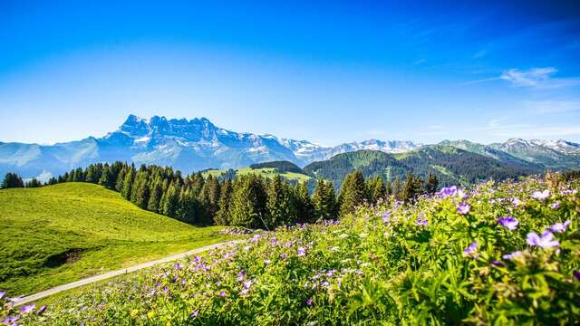 Champoussin - Route des alpages