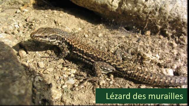 Operation Cool as a Cucumber: reptile mission in Combloux!
