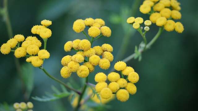 Immortelle, the golden flower of the Var region