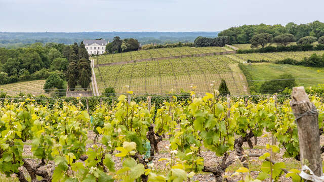 Domaine Dhommé