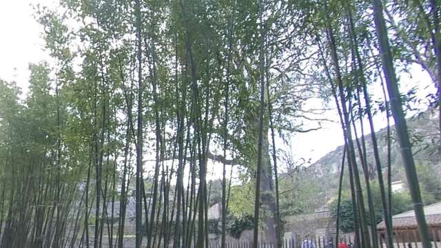 Le Chêne des Canaries d'Anduze