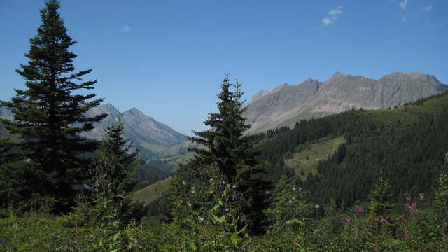 Sentier pédestre du Tétras-Lyre