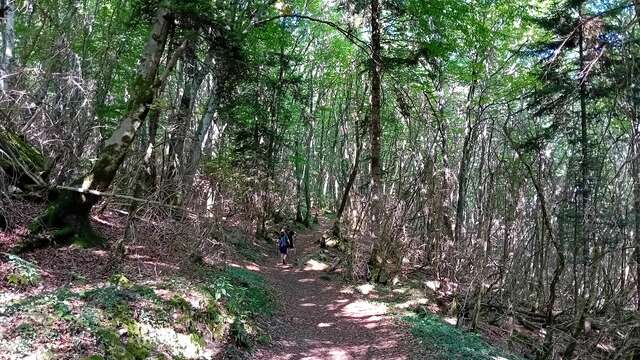 Découverte du monde mystérieux des champignons et des lichens I Rendez-vous Nature en Savoie