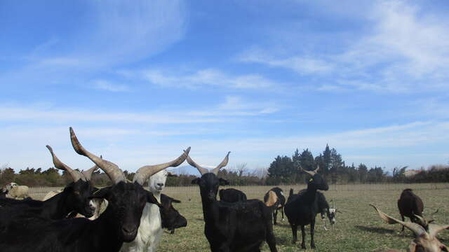 La Chèvrerie Provençale