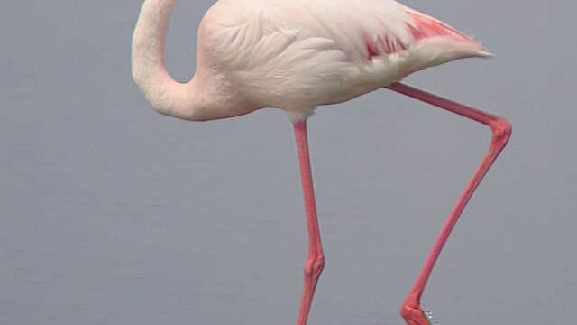 Stage de découverte ornithologique