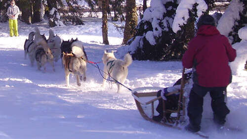 Dubost Nature - Chiens de traineau