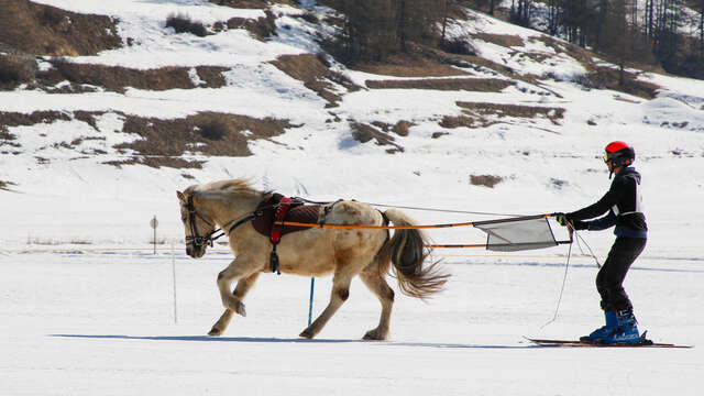 Activité ski joëring équin