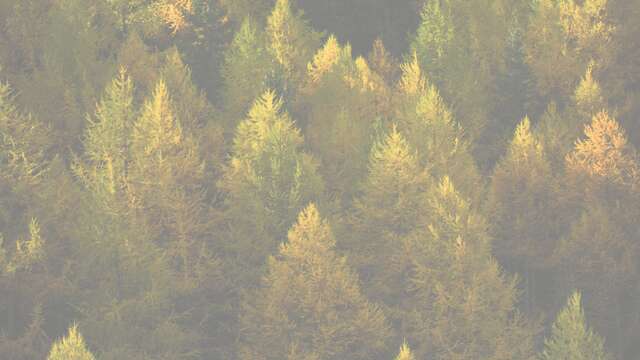 Formation "Forêts de montagne"