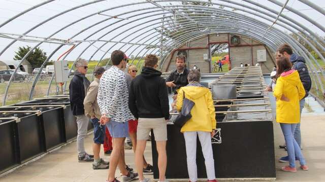 Guided tour of the aquaculture farm and oyster tasting by the Ferme des Baleines