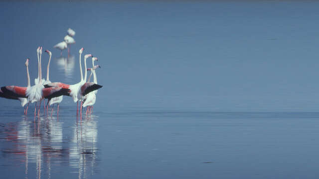 Le label RAMSAR et les zones humides : historique et perspectives