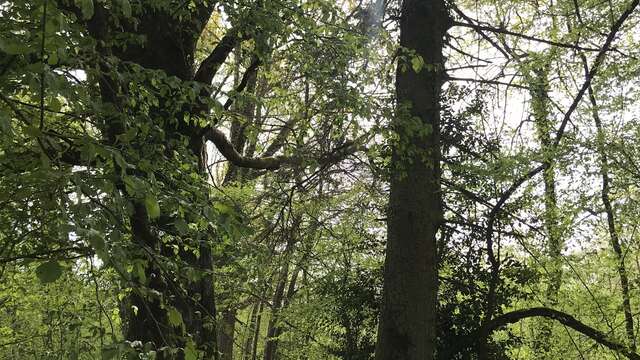 Ronde des arbres