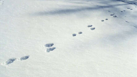 Sortie raquettes - Traces et indices -  Bureau Montagne Briançon