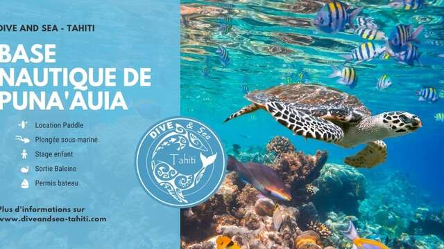 Dive and Sea Tahiti - Whale watching tours