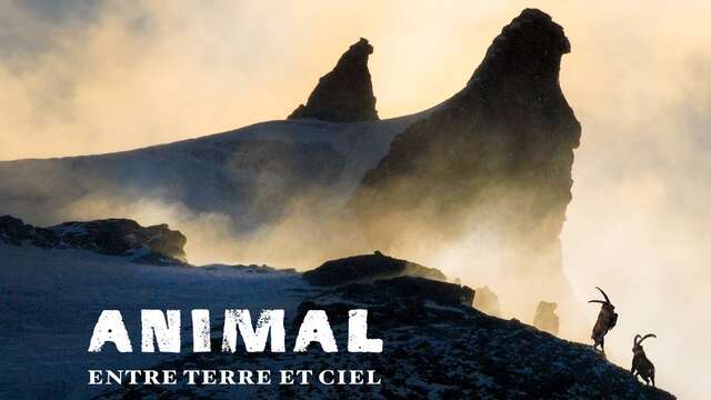 Projection film ANIMAL en présence de Veronique LAPIED