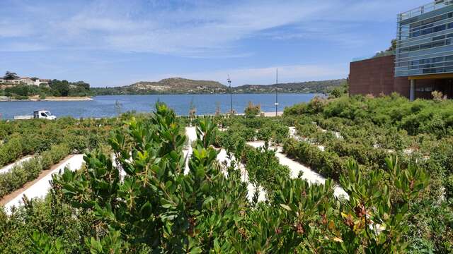 The Labyrinth of the Olive Tree