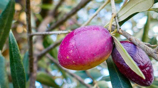 Concours photo - 2e session : Abondance de Fruits
