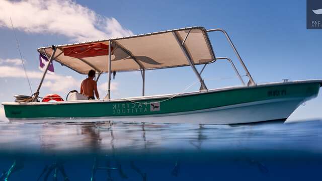Pacifik Attitude - Whale watching tours