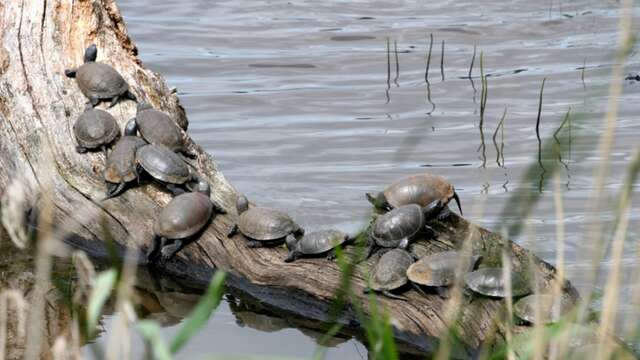 Naturkundliche Exkursion über die Erforschung und Überwachung der Europäischen Sumpfschildkröte