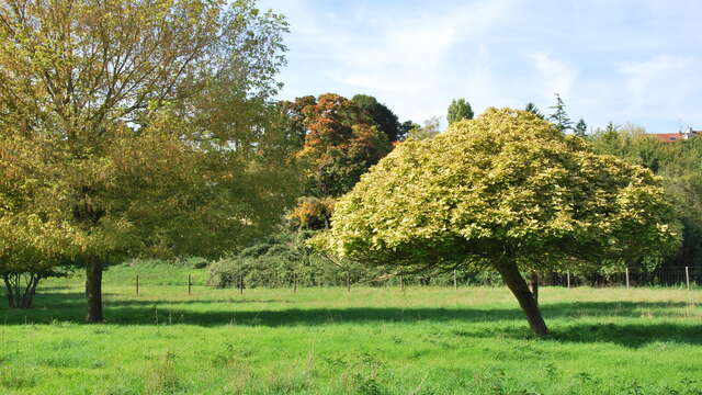 Prairie communale du Mesnil