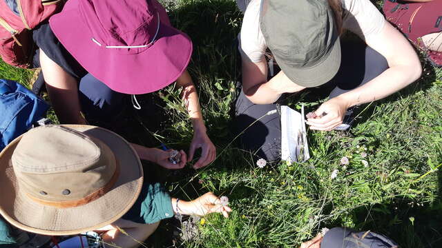 COMPLET - Initiation à la botanique (débutant) I Rendez-vous Nature en Savoie