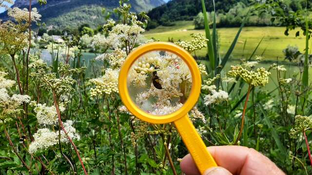 Balade gourmande : Plantes sauvages comestibles et médicinales de l'été