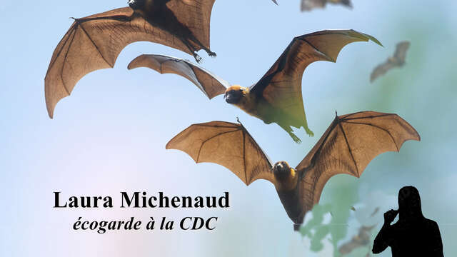 Causerie rétaise - Descubriendo los murciélagos