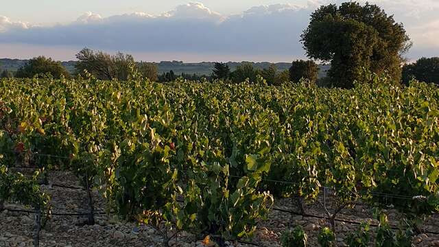 Domaine Font de Courtedune