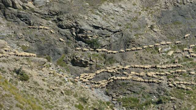 Parc national des Ecrins : pastoralisme et biodiversité