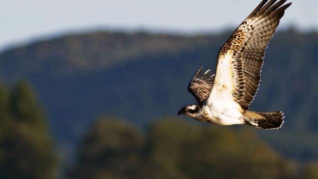 L'étang grand de Pulvérières