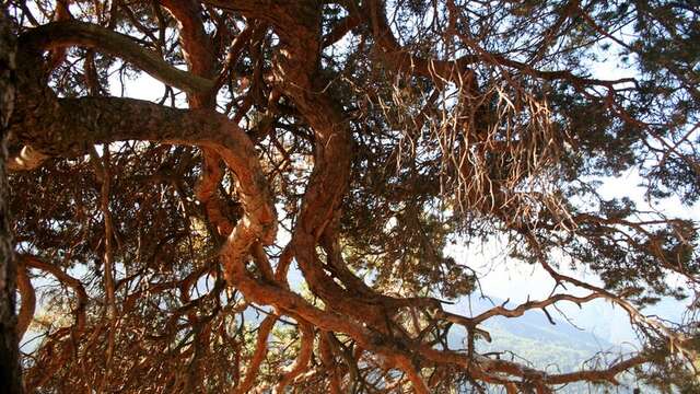 Sentier de découverte des Fourmis