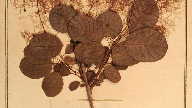 Herbiers scientifiques