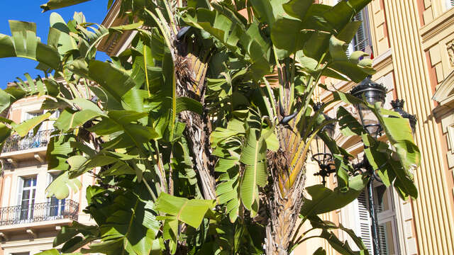 Remarkable trees : Strelitzia Augusta - Bird of Paradise