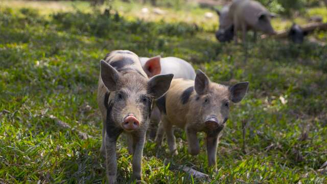 Visite de la ferme sur Tchamba