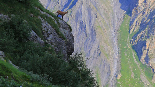 Observation des Chamois - Randos Champsaur