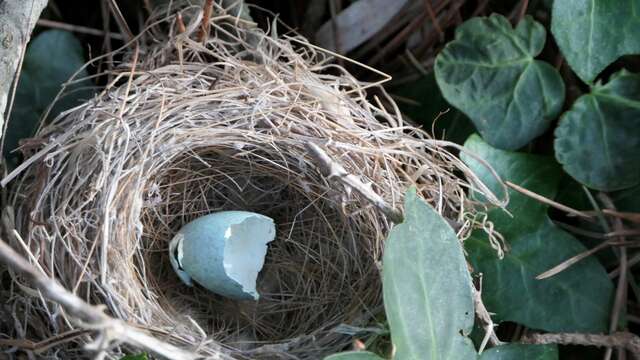 Activité famille « Sur les traces des animaux en hiver »