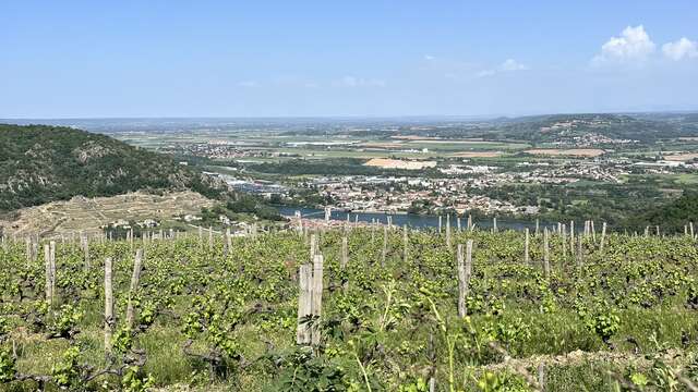 Randonnée gastronomique à travers les vignes