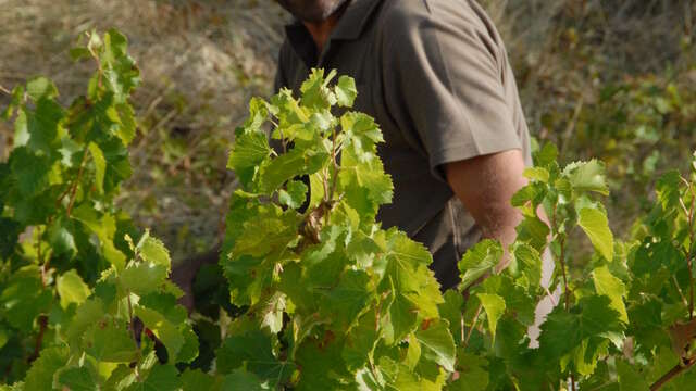 Domaine Combe Julière