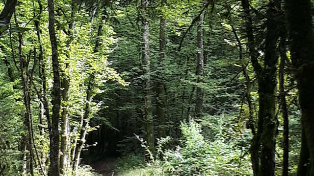 Circuit VTT "Feuillage"