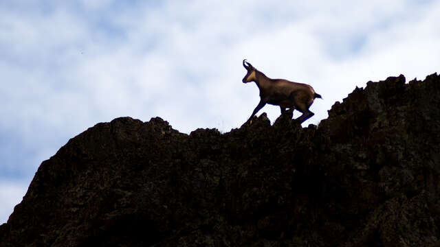 Begleitete Wanderungen - Chamois - Bureau Montagne Briançon