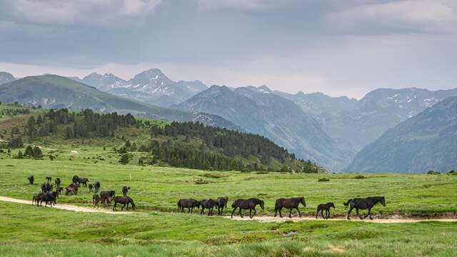 Chemin de la Transhumance Plateau de  Beille - Val d'Incles