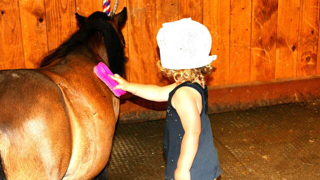 Pony and horses at the Fondation Domus