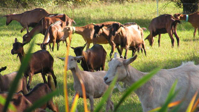 Ferme Rognard Biagui