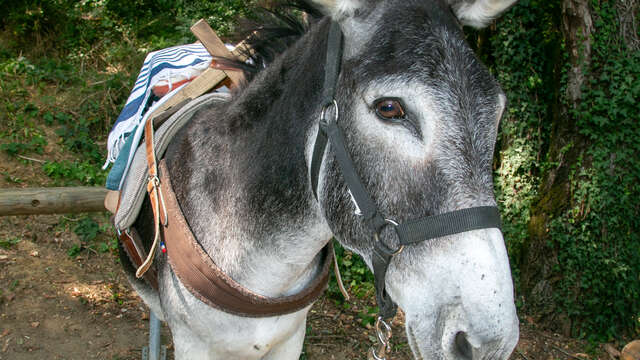 La rando "à la française" avec les ânes de Bon'âne-Venture