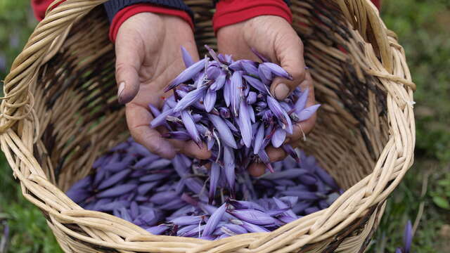 Karkam Safran de Provence