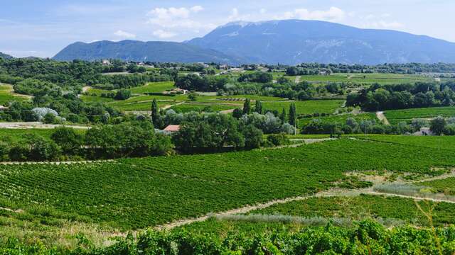 Cave la Comtadine (Groupes & Séminaires)