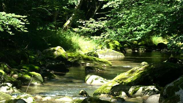 Parcours pêche, Le Brevon à Bellevaux